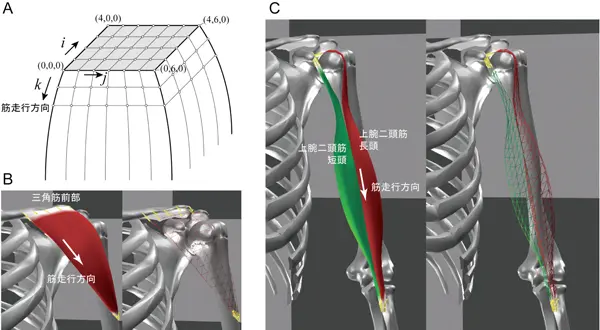 Def Muscle の筋肉の形状の3次元格子表現