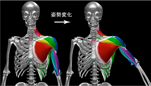 Def Muscle の骨の姿勢に応じた筋肉の変形