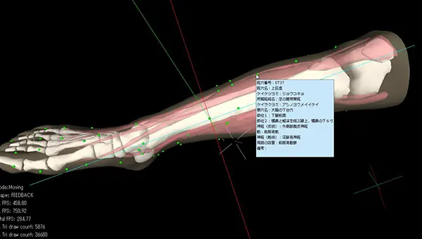 フォースフィードバック付き触覚デバイスを用いた鍼治療トレーニング