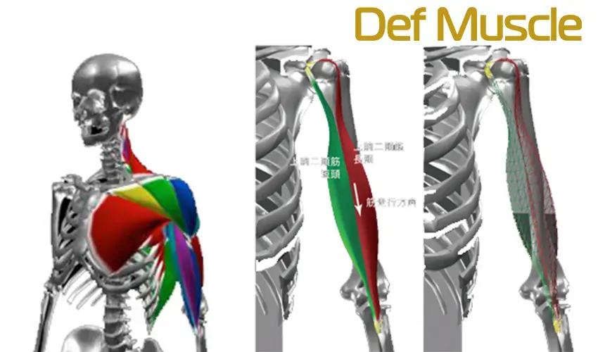 筋骨格モデル開発ツール Def Muscle ＜デフ マッスル＞